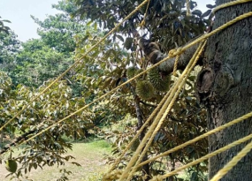 Vườn Sầu Riêng Đắk Lăk